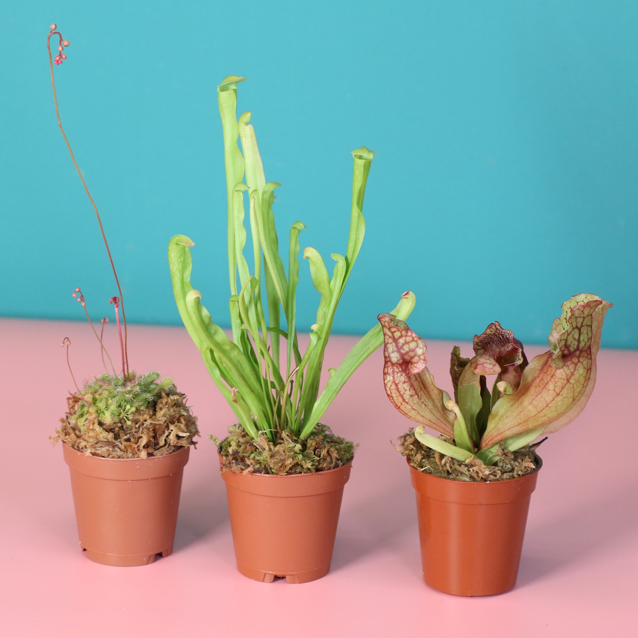 Verdant Lyfe Trio of Terror Carnivorous Plant Bundle Review